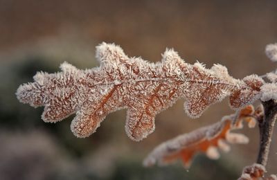 a the last oak leaf.jpg