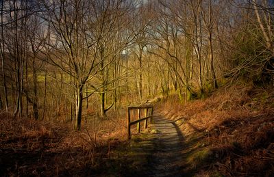 a walk  through the forest..jpg