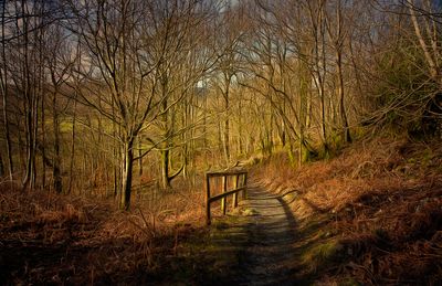 a walk  through the forest..jpg