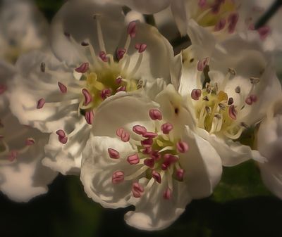 a blossom.jpg