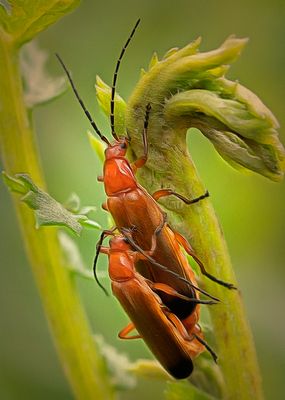 a bugs..jpg