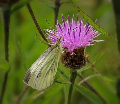 a cabbage white.jpg