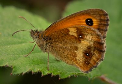 a an early flutterby.jpg