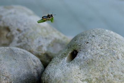 a leaf cutter bee.jpg