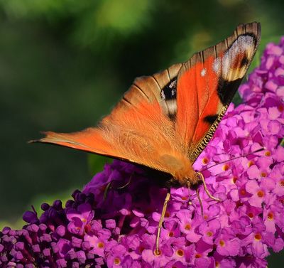 a painted lady.jpg