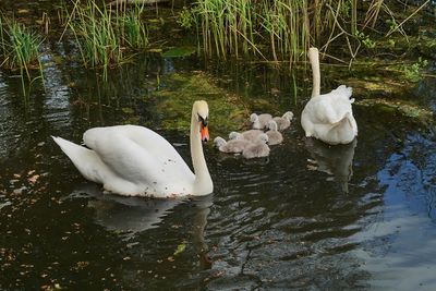 a the family.jpg
