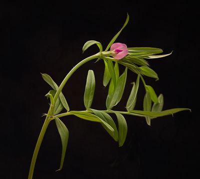 a wild flower (2).jpg