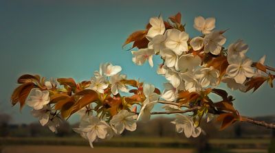 aa blossom (2).jpg