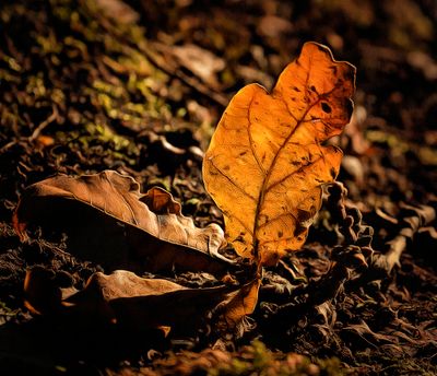 a autumn begins.jpg
