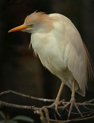 a bird on a twig.jpg