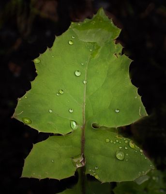 a dew.jpg
