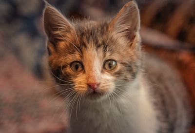 a kitten.jpg