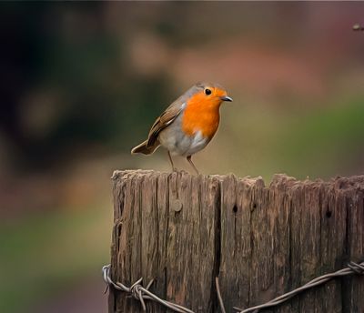 a robin redbreast.jpg