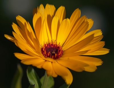 a open bloom.jpg
