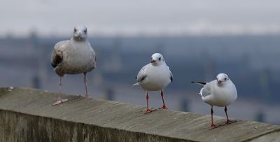 a small, medium,large.jpg