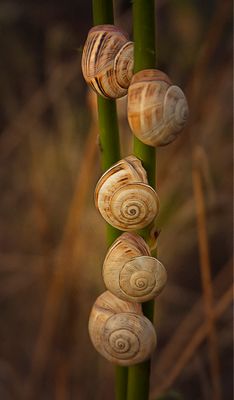 a snails.jpg