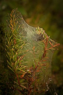 a spiders nest.jpg