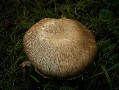 a start of autumn.jpg