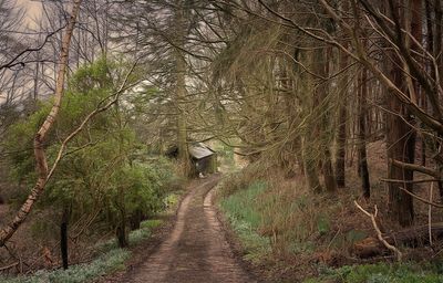 a the house down the lane.jpg