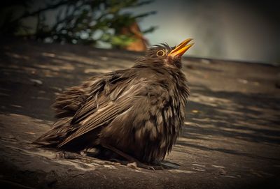 a the rough looking blackbird.jpg