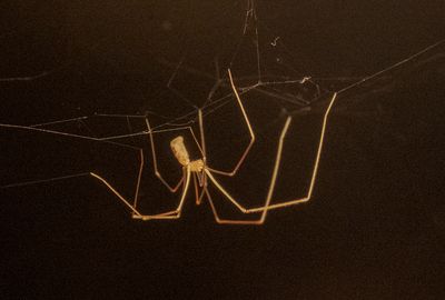a there came a big spider and sat down beside her.jpg