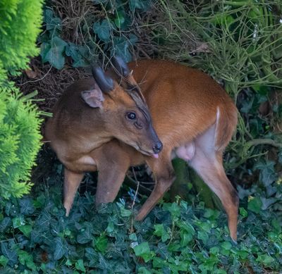 a visitor in the garden.jpg