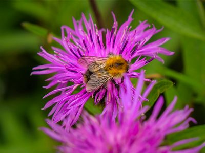 a bee.jpg