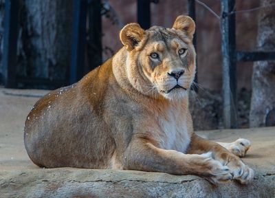 Madam Lion.jpg