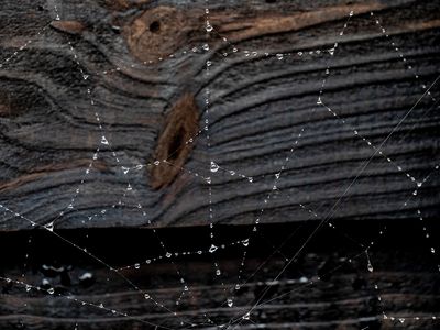 the web..jpg