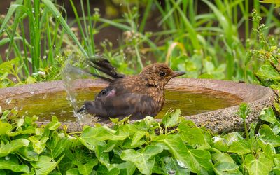 Baby has it`s first Bath.jpg