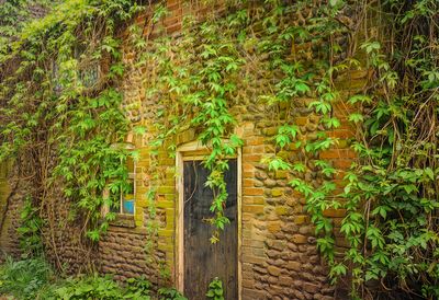 Just like the Ivy on the old garden wall..jpg