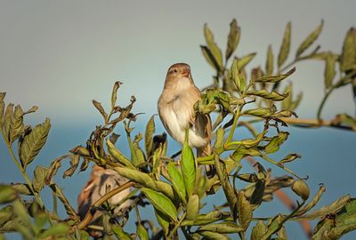 Humble Sparrow Looking On..jpg