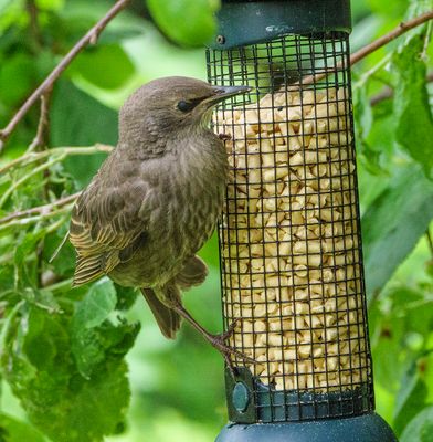 Young Starling at the Feeder..jpg