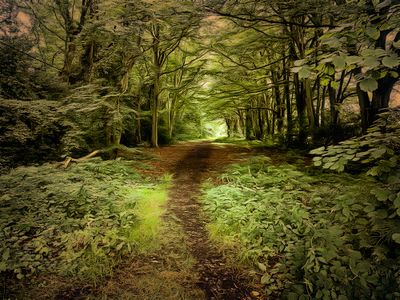 Forest Path.jpg