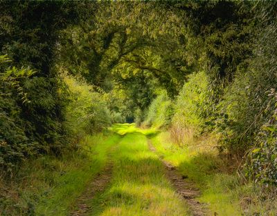 A walk on the wild side.jpg