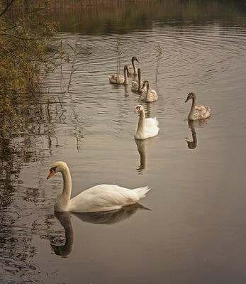 Follow my leader..jpg