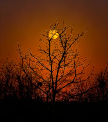 Full moon rising.jpg