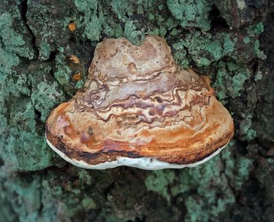 Fungus 5.jpg