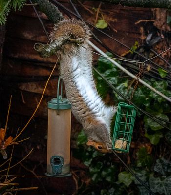Hanging on by it`s tail.jpg