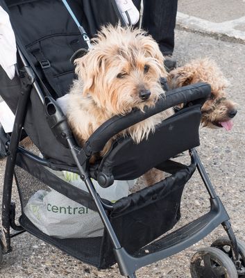 It`s a dogs life..jpg