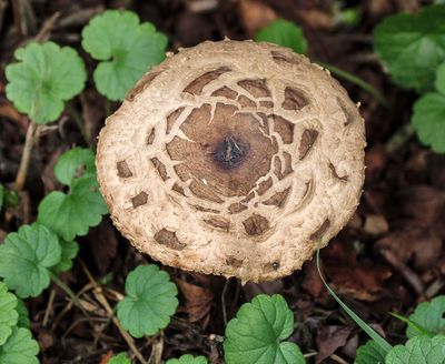 fungus (wet knees).jpg
