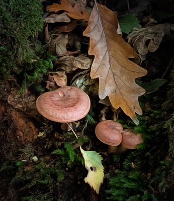 fungus with oak leaf.jpg