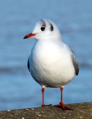 Pretty Gull.jpg