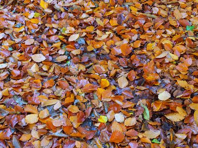 Autumn Carpet.jpg
