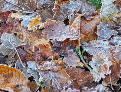 Frozen Carpet.jpg