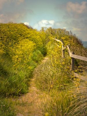The Forgotten Path..jpg