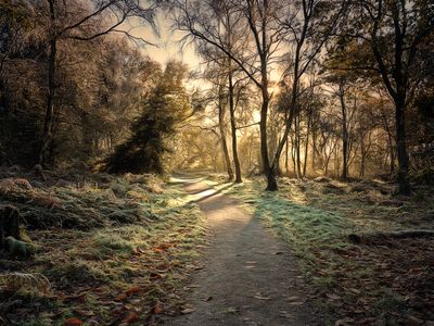 The Winter Path..jpg