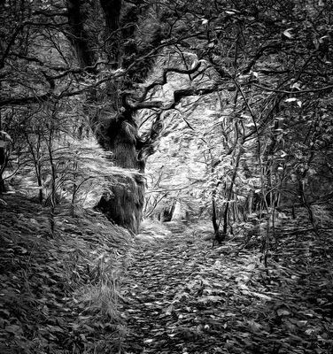 The old tree in infrared.jpg
