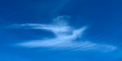 The Spirit of a Heron in the Sky..jpg