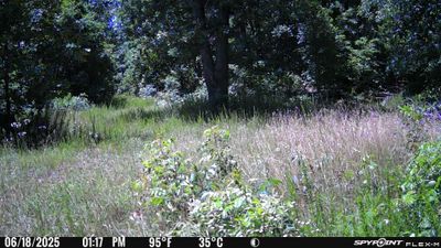 PICT0241.JPG